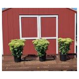 3 Rosy-Pink Autumn Fire Sedum Plants
