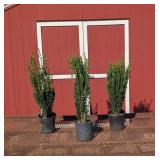 4 Japanese Sky Pencil Holly
