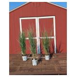 3 Hardy Ornamental Totem Pole Grass