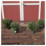 4 Hardy Bronze Apple Cider Garden Mum Plants