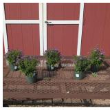 5 Hardy Purple Henry Aster Plants