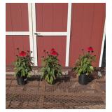 3 Red Sangria Wine Coneflower Plants