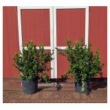 2 Chippewa Blueberry Plants