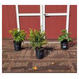 Berry Patch Assortment Collection