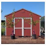 Purple-Red Methley Japanese Plum Tree