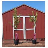 2 Granny Smith Apple Trees
