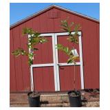 2 Chestnut Trees