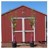 2 Honey Crisp Apple Trees