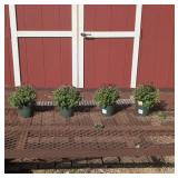 4 Hardy Red Fire Aideen Garden Mum Plants