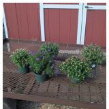 Colorful Aster & Garden Mum Collection Assortment