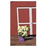 1 Little Hottie Sun Hydrangea Plants