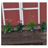 4 Magenta Coneflower Plants