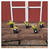 5 Dwarf Wiggles & Squiggles Hosta Plants