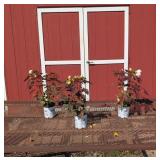 3 Hardy Cookies & Cream Dinnerplate Hibiscus Plant
