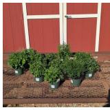 Hardy Aster & Garden Mum Fall Color Collection