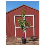 Sweet Gem Apricot Tree