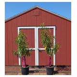 2 Freestone Contender Peach Trees