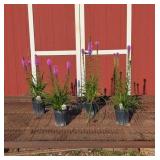 4 Blazing Star Kobold Liatris Plants