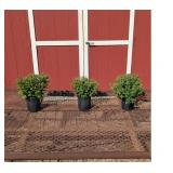3 Super Hardy Fireworks Pink Igloo Garden Mum Plan