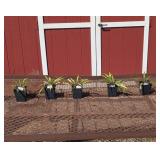 5 Dwarf Curly Fries Hosta Plants