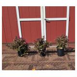 3 Dwarf Dark Leaf Rose Weiglea Plants
