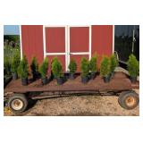 12 Emerald Green Arborvitae Plants