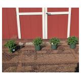 4 Summer Sunset Garden Mum Plants