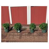 4 Hardy White Moonglow Garden Mum Plants