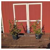 2 Fragrant Pink Horean Miss Kim Lilac Plants