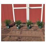 4 Hardy Blue Dragon Aster Plants