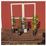 Fragrant Lilac Color Assortment Collection