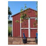 Pink Kousa Dogwood Tree
