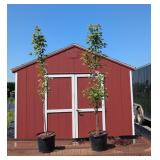 2 Sun Valley Fall Red Maple Trees