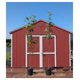 2 Suger Maple Trees