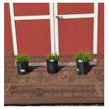 3 Purple Beauty Creeping Phlox Plants