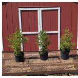 3 Norway Spruce Plants