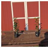 2 Frangrant Purple Lilac Plants