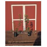 2 Fragrant Pink Sweetheart Lilac Plants