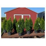 10 Emerald Green Arborvitae Plants