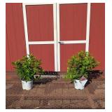 2 Quickfire Fab Sun Hydrangea Plants