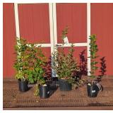 Fragrant Lilac Color Assortment Collection