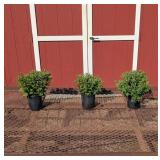3 Super Hardy Pink Fireworks Igloo Garden Mum Plan