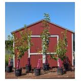 Fruit Tree Orchard Collection Assortment