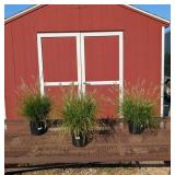 3 Dwarf Hardy Ornamental Hameln Fountain Grass Pla