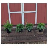 3 GoldBlitz Black-Eyed Susan Plants