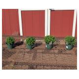 4 Hot Pink Debbie Garden Mum Plants