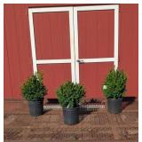 3 Green Mountain Boxwood Plants