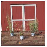 3 Hardy Ornamental Niagara Falls Grass Plants