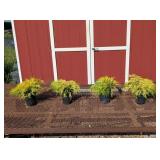 4 Gold Mop Cypress Plants