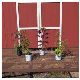 Hardy Hibiscus Color Assortment Collection